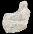 Mosasaur (Platecarpus) Dorsal Vertebrae - Kansas #54514-1